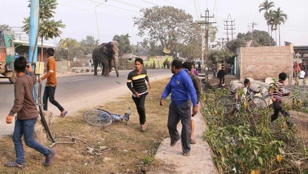 Ελέφαντας έσπειρε τον πανικό και προκάλεσε μεγάλες καταστροφές σε πόλη της Ινδίας