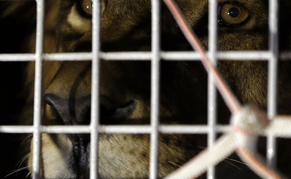 Νότια Αφρική: 33 λιοντάρια που διασώθηκαν από τσίρκο θα απελευθερωθούν σε φυσικό καταφύγιο
