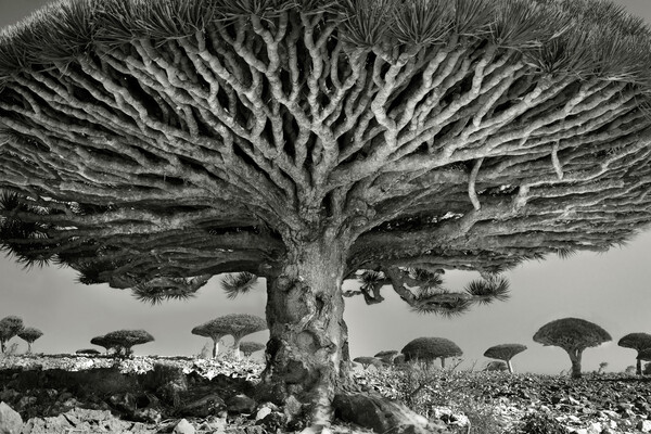 Τα πιο σπάνια, όμορφα και αλλόκοτα δένδρα του κόσμου