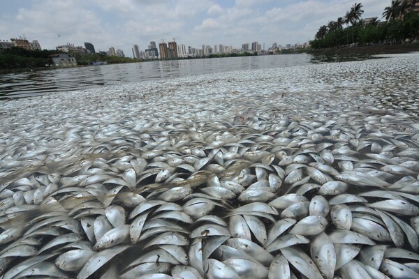 Τεράστια οικολογική καταστροφή στην Κίνα- Πάνω από 35 τόνοι νεκρά ψάρια σε λίμνη