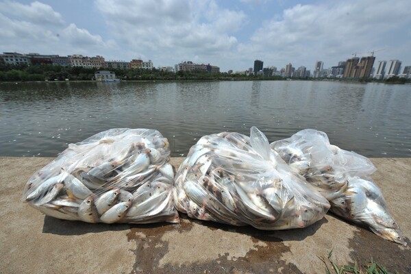 Τεράστια οικολογική καταστροφή στην Κίνα- Πάνω από 35 τόνοι νεκρά ψάρια σε λίμνη