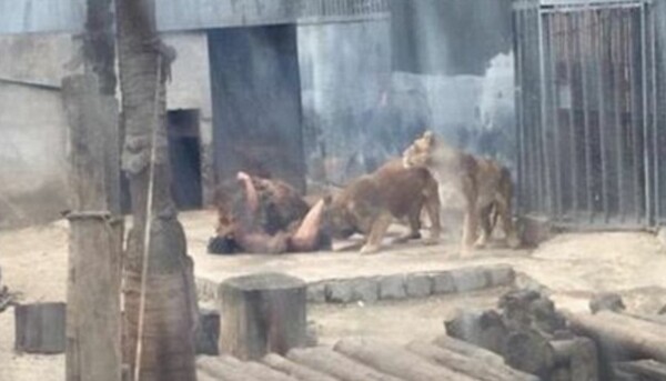 Σοκ σε ζωολογικό κήπο στη Χιλή: Νεαρός γδύθηκε και έπεσε στο κλουβί με τα λιοντάρια