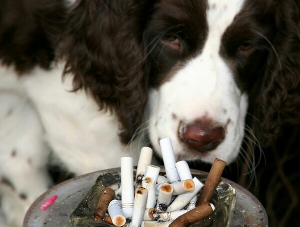 Σκύλοι και γάτες κινδυνεύουν από καπνιστές ιδιοκτήτες