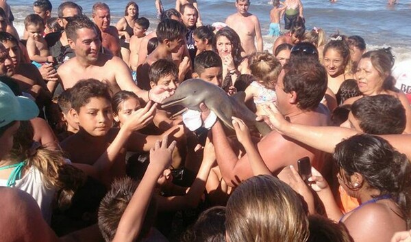 Μωρό δελφίνι περιφέρεται από το πλήθος σε παραλία για selfies και πεθαίνει