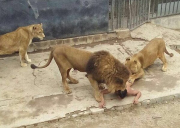 Σοκ σε ζωολογικό κήπο στη Χιλή: Νεαρός γδύθηκε και έπεσε στο κλουβί με τα λιοντάρια