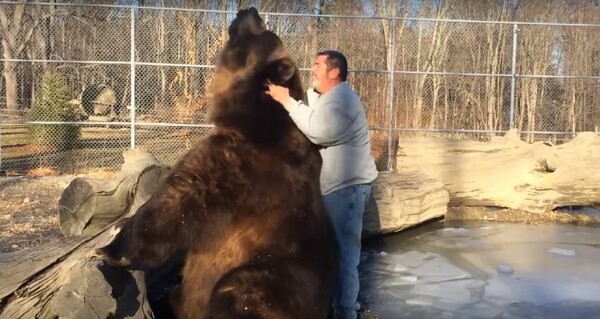 Γιγαντιαία αρκούδα απολαμβάνει τα χάδια και παίζει σαν κουτάβι