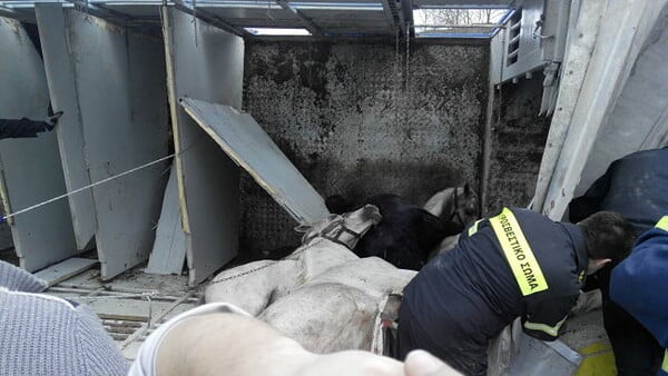 Εγνατία: Τροχαίο με νταλίκα φορτωμένη άλογα- Νεκρά πολλά από τα ζώα