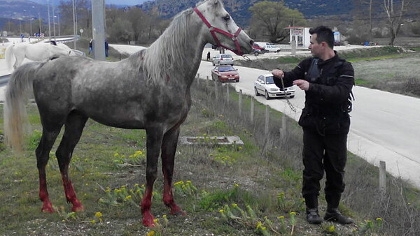 Εγνατία: Τροχαίο με νταλίκα φορτωμένη άλογα- Νεκρά πολλά από τα ζώα
