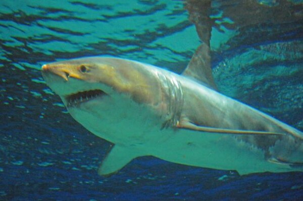 Λευκός καρχαρίας πέθανε μόλις κλείστηκε στο ενυδρείο