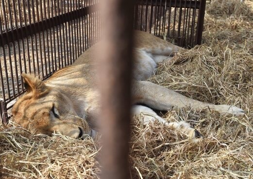 33 κακοποιημένα λιοντάρια από τσίρκο της Ν. Αμερικής επιστρέφουν στην Αφρική