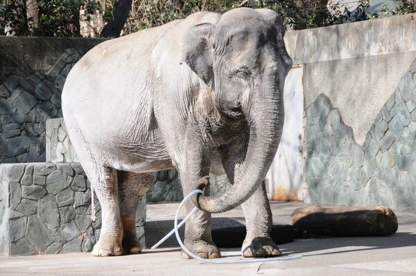 Ο πιο "αγαπητός" ελέφαντας της Ιαπωνίας, ήταν στην πραγματικότητα ένα δυστυχισμένο ζώο που έζησε και πέθανε ολομόναχο