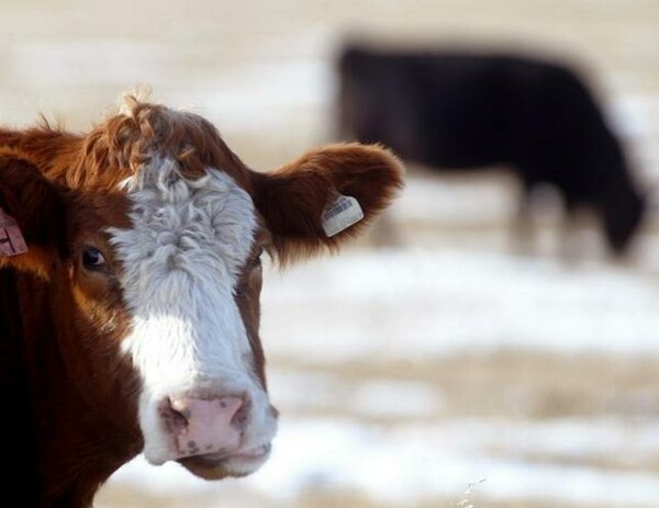 Γαλλία: Νέο κρούσμα της νόσου των τρελών αγελάδων