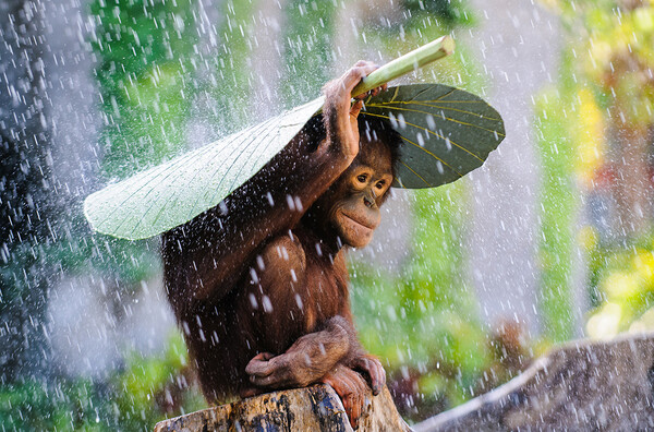 Oι υπέροχες φωτογραφίες που κέρδισαν το φετινό διαγωνισμό του National Geographic