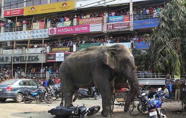 Ελέφαντας έσπειρε τον πανικό και προκάλεσε μεγάλες καταστροφές σε πόλη της Ινδίας