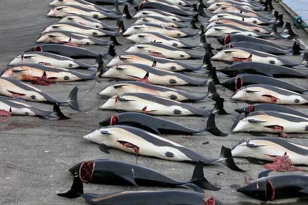 Διεθνή κατακραυγή προκαλεί η Ιαπωνία η οποία ανακοίνωσε πως ξεκινά πάλι τη φαλαινοθηρία στην Ανταρκτική