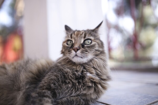 Θεσσαλονίκη: Σε συναγερμό οι φιλόζωοι για επιδημία που έχει εξολοθρεύσει τις μισές γάτες της πόλης