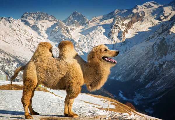 15 παράξενα ζώα που δεν θα μπουν ποτέ στο National Geographic