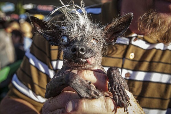Sweepee Rambo: Ο πιο άσχημος σκύλος του κόσμου
