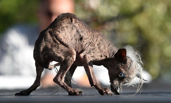 Οι 12 πιο άσχημοι σκύλοι του κόσμου