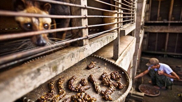 Kopi Luwak: Ο ακριβότερος καφές του κόσμου είναι ένας εφιάλτης για το ζώο που τον παράγει