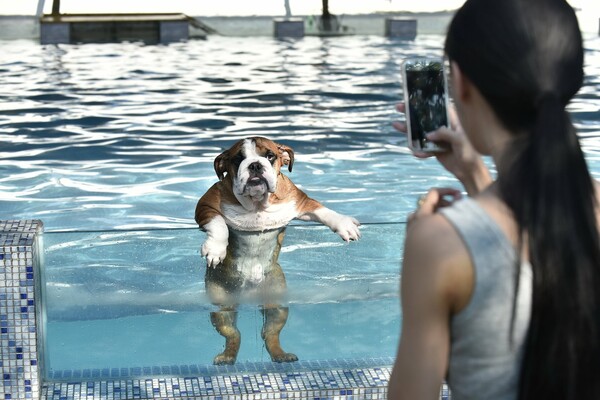 Άνοιξε η πρώτη πισίνα για σκύλους στη Κίνα