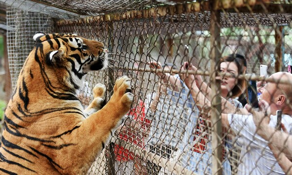 Τίγρεις κατασπάραξαν μια γυναίκα σε πάρκο άγριας ζωής στην Κίνα