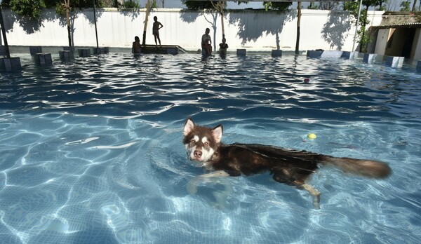 Άνοιξε η πρώτη πισίνα για σκύλους στη Κίνα