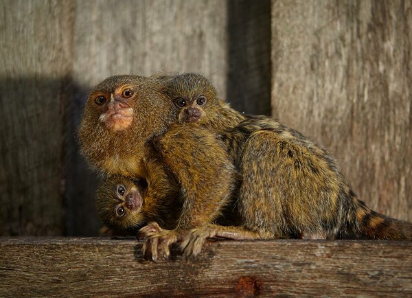 Αίσιο τέλος για τις τρεις μικρές μαϊμούδες που είχαν κλαπεί από ζωολογικό κήπο της Αυστραλίας