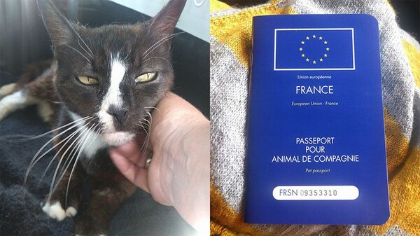 Γάτα που χάθηκε στο Λονδίνο βρέθηκε στο Παρίσι μετά από οκτώμισι χρόνια
