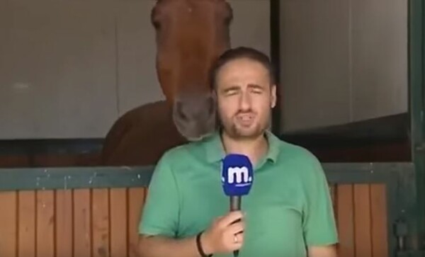 Άλογο παρενοχλεί ρεπόρτερ του TV Μακεδονία που προσπαθεί να κάνει ρεπορτάζ