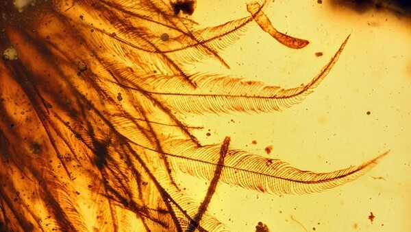 Oυρά φτερωτού δεινοσαύρου 99 εκατ. ετών, βρέθηκε διατηρημένη σε κομμάτι ήλεκτρου