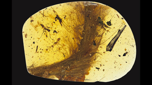 Oυρά φτερωτού δεινοσαύρου 99 εκατ. ετών, βρέθηκε διατηρημένη σε κομμάτι ήλεκτρου