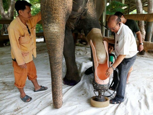 Τοποθέτησαν προσθετικό πόδι σε ελέφαντα που έχασε το δικό του από νάρκη