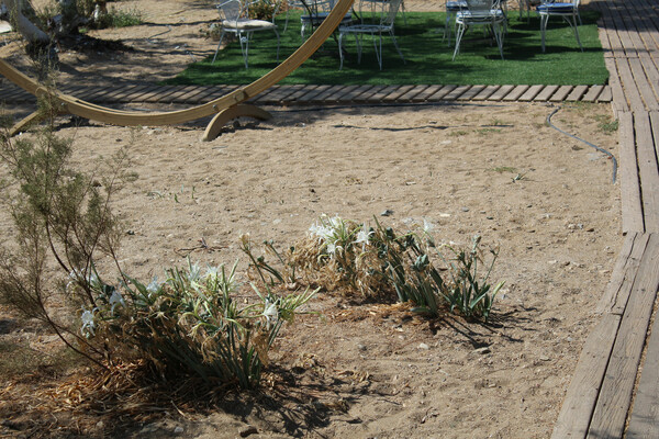 Kρινάκια στην άμμο: τα παραμελημένα αγριούλουδα της θάλασσας