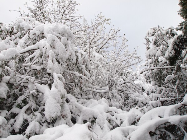 13 σημερινές φωτογραφίες απ' τα χιονισμένα περίχωρα της Θεσσαλονίκης