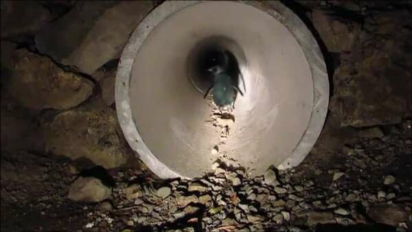 Ν. Ζηλανδία: Οι μπλε πιγκουίνοι έχουν πλέον τη δική τους υπόγεια διάβαση