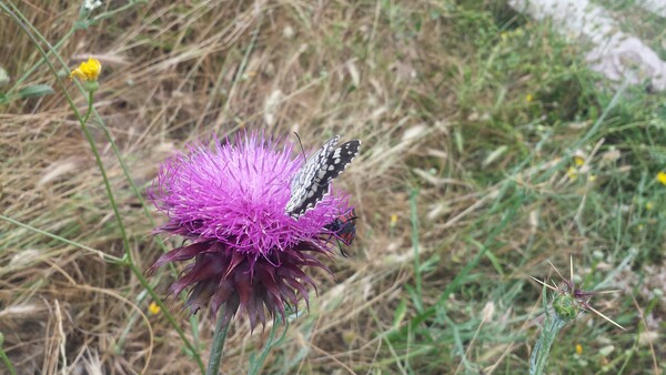Θεσσαλονίκη: Πώς οι πεταλούδες στα πάρκα της πόλης δείχνουν την ποιότητα του περιβάλλοντος
