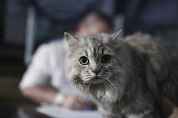 Όλες οι υπέροχες και σπάνιες γάτες του All About Cats της Αθήνας και της Έκθεσης Μορφολογίας
