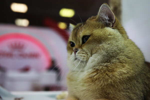 Όλες οι υπέροχες και σπάνιες γάτες του All About Cats της Αθήνας και της Έκθεσης Μορφολογίας