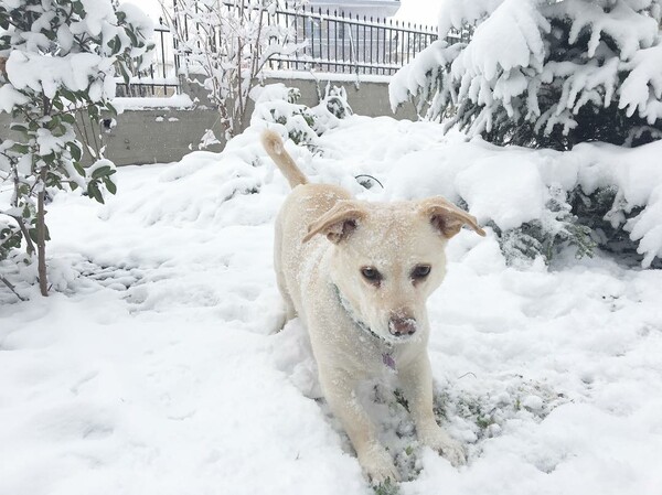 Oι αναγνώστες μας βγάζουν τα ζώα τους στα χιόνια: 30 νέες φωτογραφίες