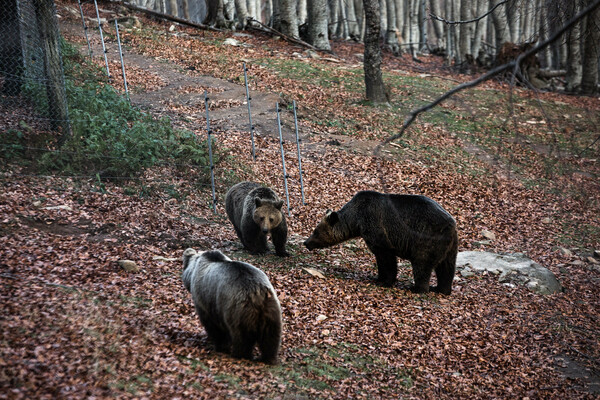 Η Άνοιξη ήρθε- Ξύπνησαν οι αρκούδες στο Νυμφαίο (φωτογραφίες)