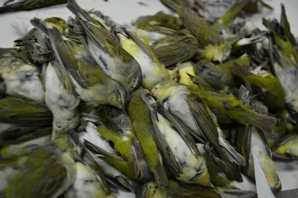 400 πουλιά πέθαναν σε ένα βράδυ πέφτοντας πάνω σε ουρανοξύστη στο Τέξας