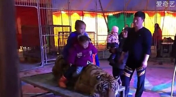 Τσίρκο έδεσε μια τίγρη για να μπορούν οι θεατές να κάθονται πάνω της για να φωτογραφίζονται