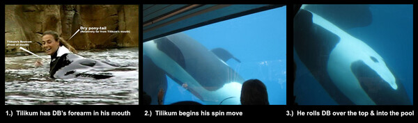 Tilikum, ο θάνατος μιας "όρκας-δολοφόνου".