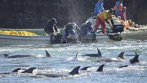 Ιταλία: Απεργία ψαράδων λόγω των δελφινιών