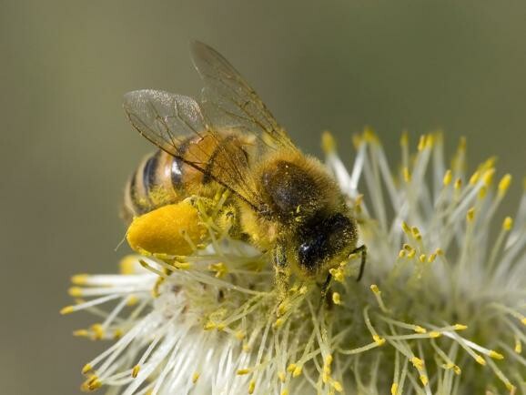 Οι επιστήμονες έμαθαν στις μέλισσες να παίζουν μπάλα και να βάζουν γκολ