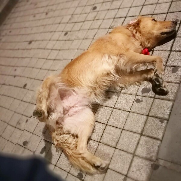 28 φωτογραφίες απ' το Instagram της πιο διάσημης σκυλίτσας της Ελλάδας