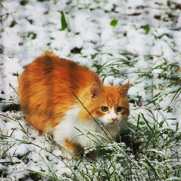 Oι αναγνώστες μας βγάζουν τα ζώα τους στα χιόνια: 30 νέες φωτογραφίες