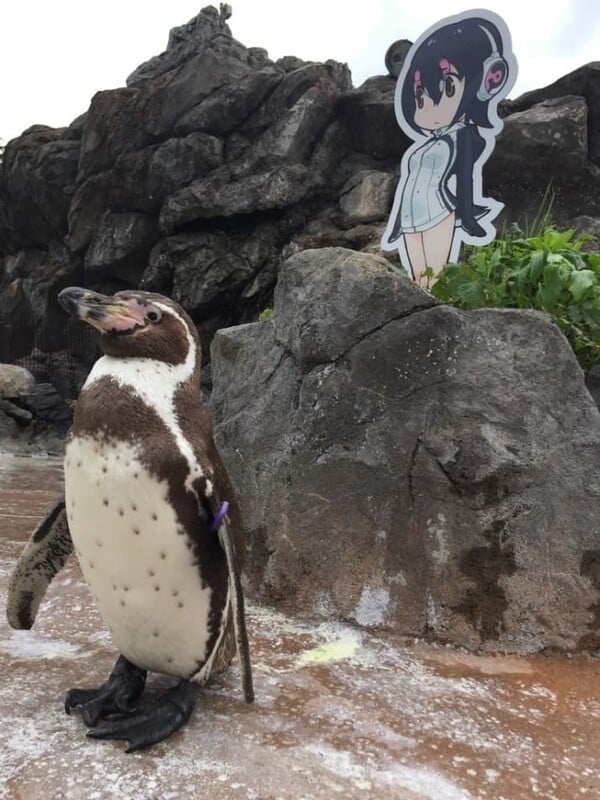 Η συγκινητική ιστορία του πιγκουίνου με την ραγισμένη καρδιά που ερωτεύτηκε ένα anime από χαρτόνι
