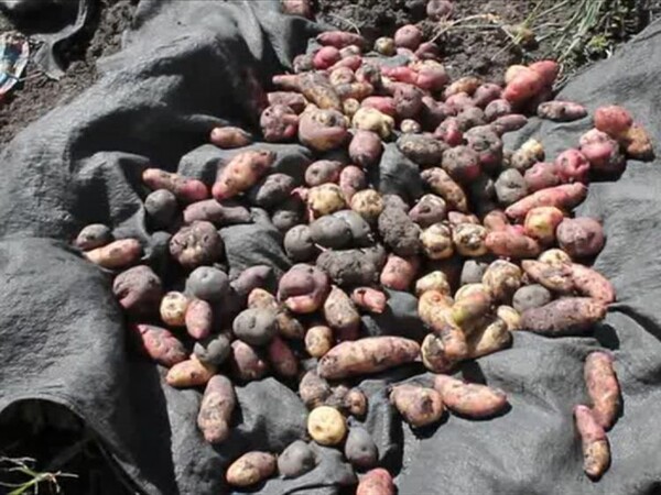 Περουβιανοί επιστήμονες καλλιέργησαν «αρειανές» πατάτες